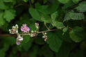 0447 Rubus ulmifolius